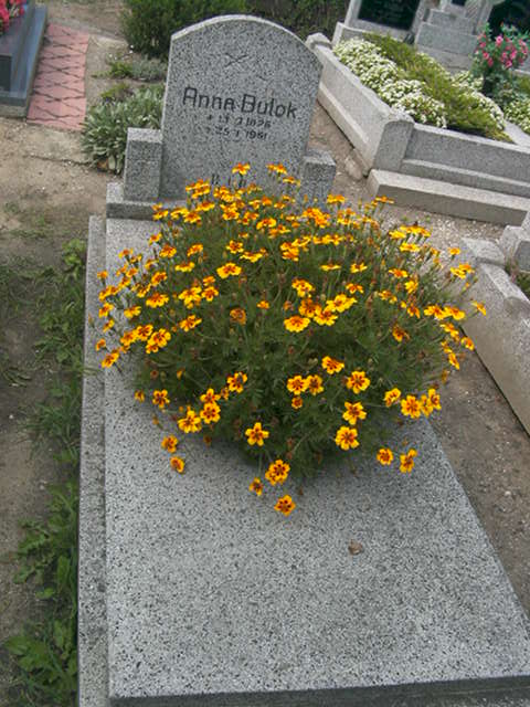 Bulok Anna