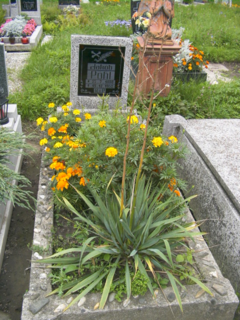 Pohl Jakob