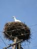 Storch in Ratsch