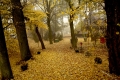 Goldener Herbst