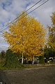 Herbst am Friedhof